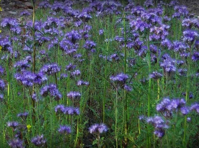 PHACELIA BIO