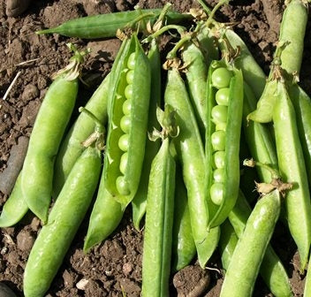 PISELLO NANO LISCIO RAPIDO - SATIVA er33