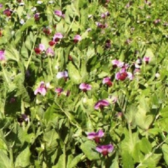 PISELLO PROTEICO - SATIVA gr19