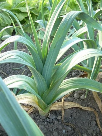 PORRO SIEGFRIED - SATIVA la50