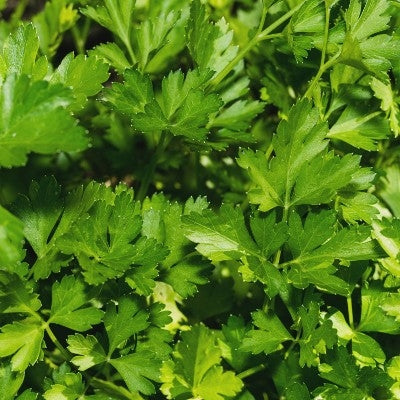 PREZZEMOLO GIGANTE D'ITALIA - SATIVA kr37