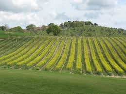 SOVESCIO PER ZONE MAGRE PER TERRENI SABBIOSI O CON POCO AZOTO E SOSTANZA ORGANICA