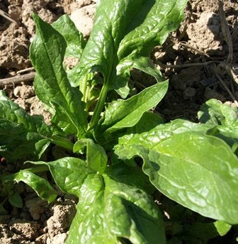 SPINACIO PRIMA RACCOLTA - SATIVA sp14