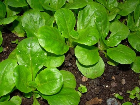 VALERIANELLA VERDE A CUORE PIENO- SATIVA ns10