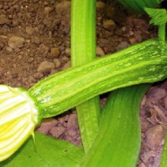 ZUCCHINO COSTATA ROMANESCO - SATIVA zu24