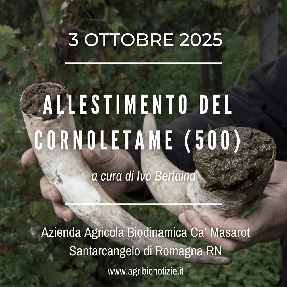 3 ottobre 2025 | Allestimento del Cornoletame (500) | RImini