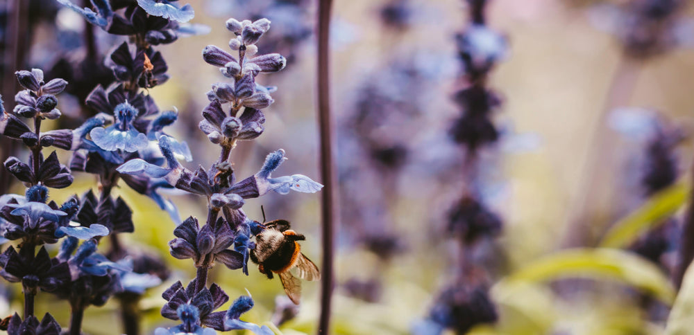 ERBE AROMATICHE, ERBE OFFICINALI