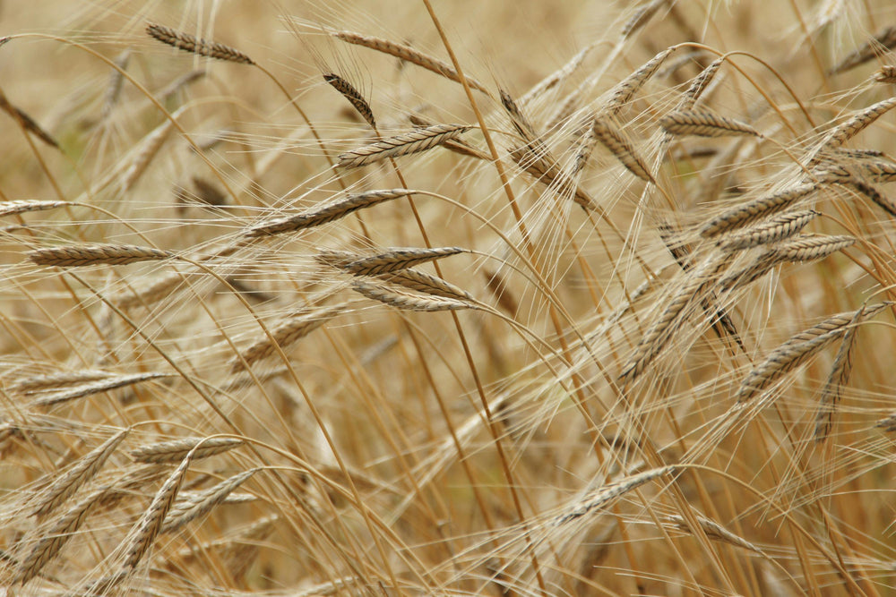 CEREALI IN CHICCHI PER MOLITURA