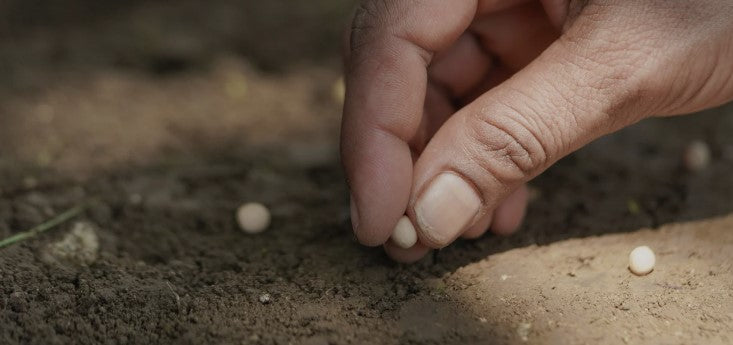 CEREALI LEGUMINOSE SEMINA PRIMAVERILE