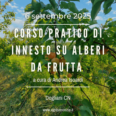 6 Settembre 2025 | Corso pratico di Innesto su alberi da frutta | Dogliani