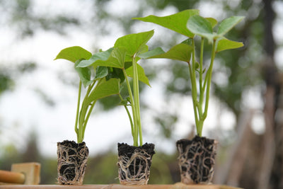 ORGANIC CHARD SEEDLINGS