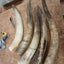EMPTY EGYPTIAN HORNS FOR 500 AND 501