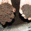 505 PREPARATO DI CORTECCIA DI QUERCIA