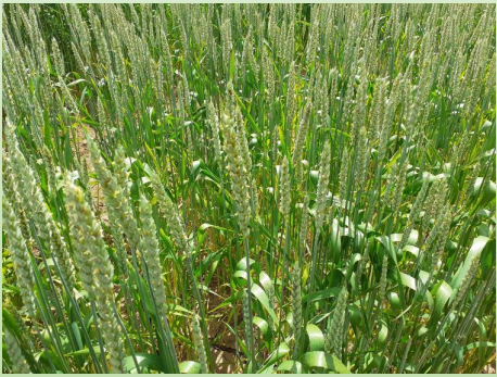 Frumento tenero ABBONDANZA- Triticum aestivum