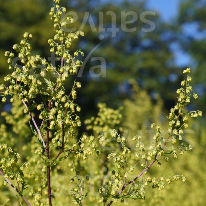 Artemisia annuale - HP20
