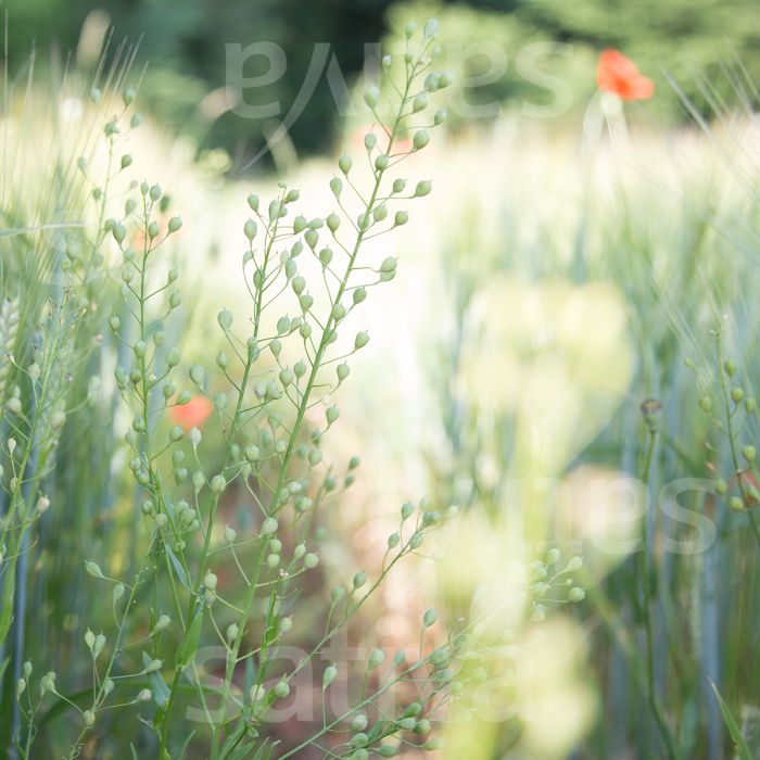 Camelina - Semi oleosi - GR35