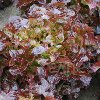 CANTARIX OAK LEAF LETTUCE - SATIVA ps53