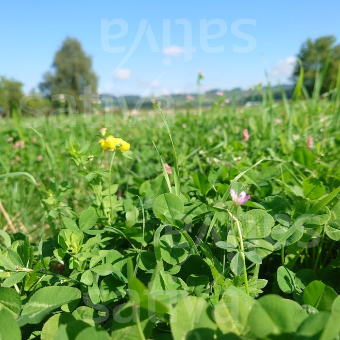 PERENNIAL FOREST RYE - SATIVA gr79