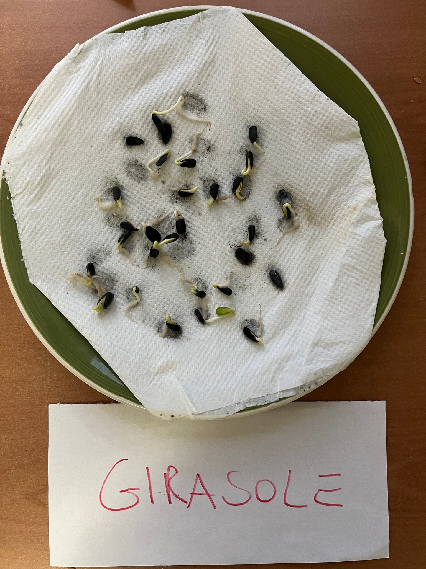 UNTREATED MARLEY SUNFLOWER