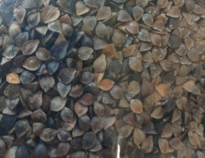 GRANO SARACENO - BIO  provenienza 100% italiana