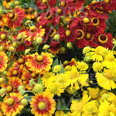 Helenium autumnale - Helenium autumnale B567