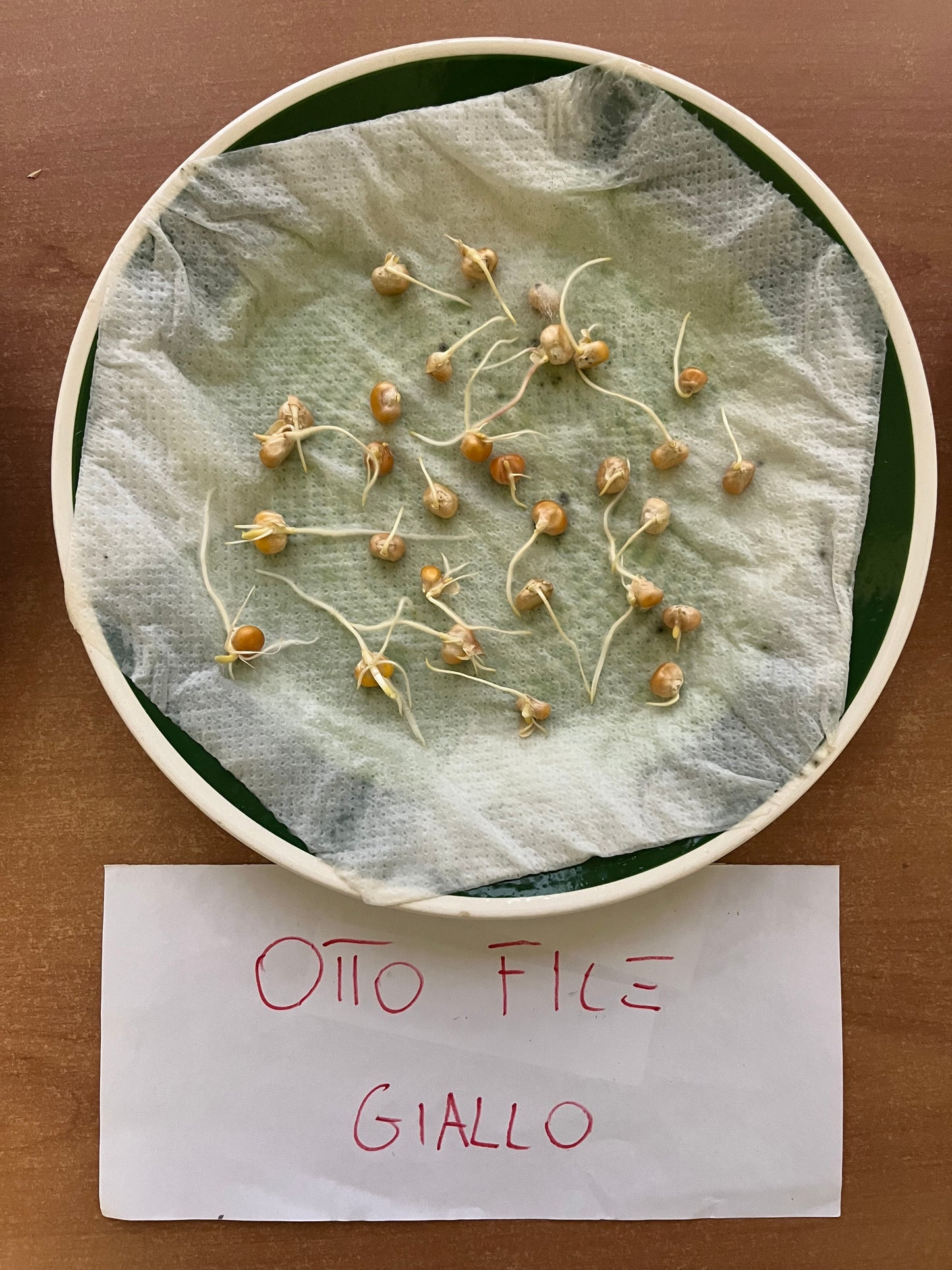 MAIS OTTO FILE GIALLO DA AGRICOLTURA BIOLOGICA