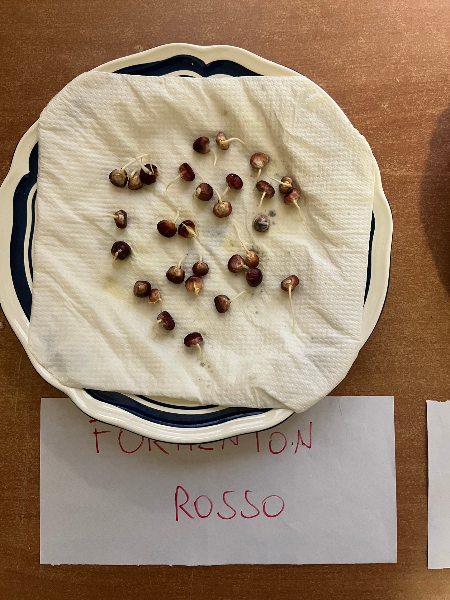 MAIS 8 FILE FORMENTON ROSSO