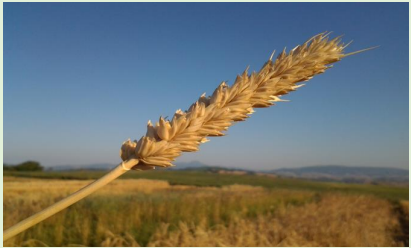 Frumento tenero MARA - Triticum aestivum