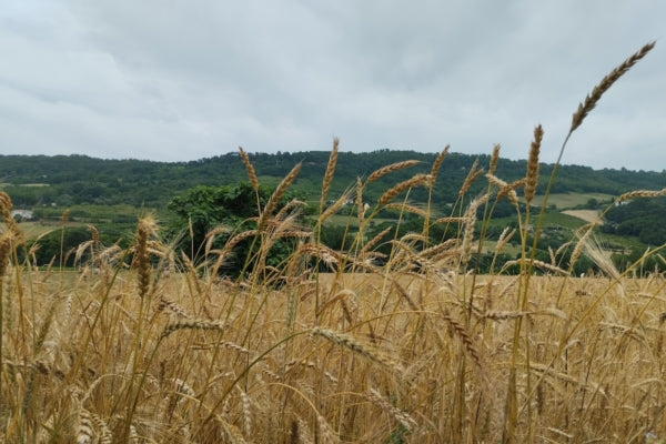 GRANO DURO MASSIMO MERIDIO  provenienza 100% italiana