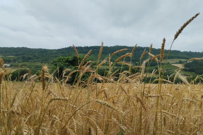 GRANO DURO MASSIMO MERIDIO  provenienza 100% italiana