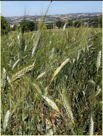 MAJORCA SOFT WHEAT 