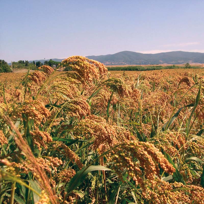 100% Italian organic hulled einkorn wheat for milling