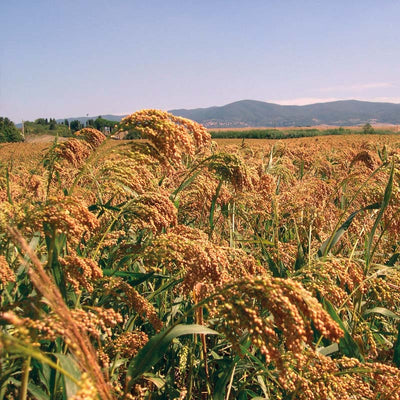 MIGLIO DA SEME PER USO ALIMENTARE da AGRICOLTURA BIOLOGICA CCERTIFICATO CREA Varieta UNIKUM