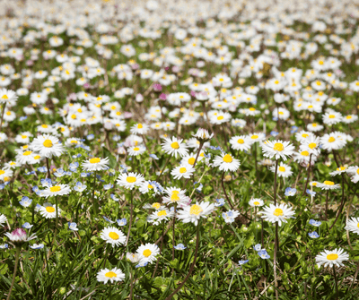 FLOWERING BIOPRAWN MIXTURE FOR BEES 10 kg