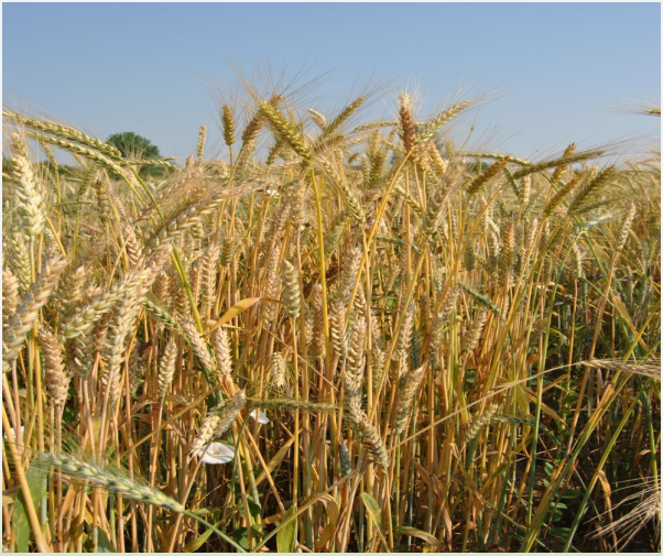 MAJORCA SOFT WHEAT 