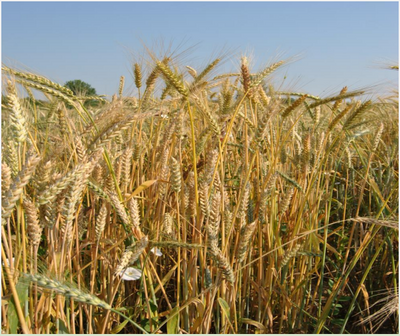 Popolazione frumento tenero OROSET - Triticum aestivum