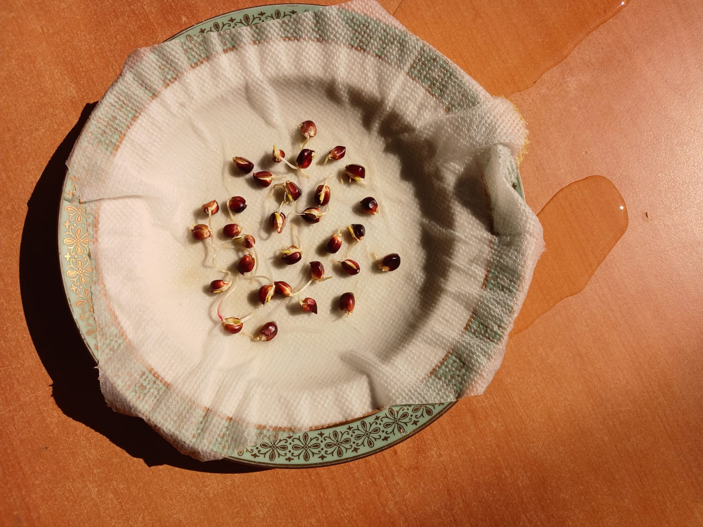 MAIS PIGNOLETTO  NERO NON TRATTATO - SEME SELEZIONATO -  provenienza 100% italiana