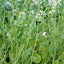 BASIC GREEN MANUFACTURING SUITABLE FOR ALL TYPES OF SOIL