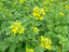 BASIC GREEN MANUFACTURING SUITABLE FOR ALL TYPES OF SOIL