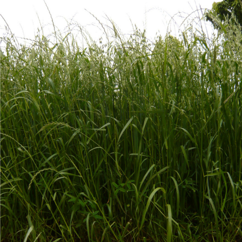 MIX SPECIALE FIENO PS - DA AGRICOLTURA BIOLOGICA 20 KG