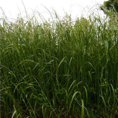 MIX SPECIALE FIENO PS - DA AGRICOLTURA BIOLOGICA 20 KG