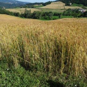 Solina soft wheat from organic farming, 100% Italian origin, ENSE certified