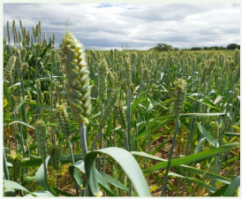 Frumento tenero AUTONOMIA B - Triticum aestivum