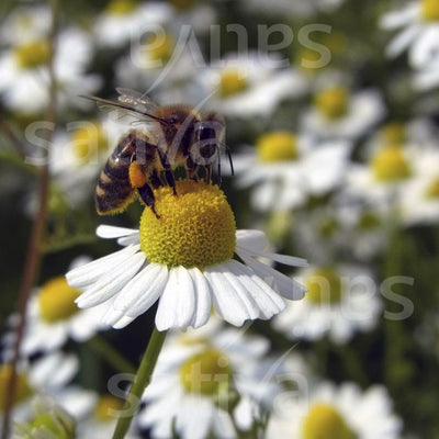CHAMOMILE - SATIVA kr21