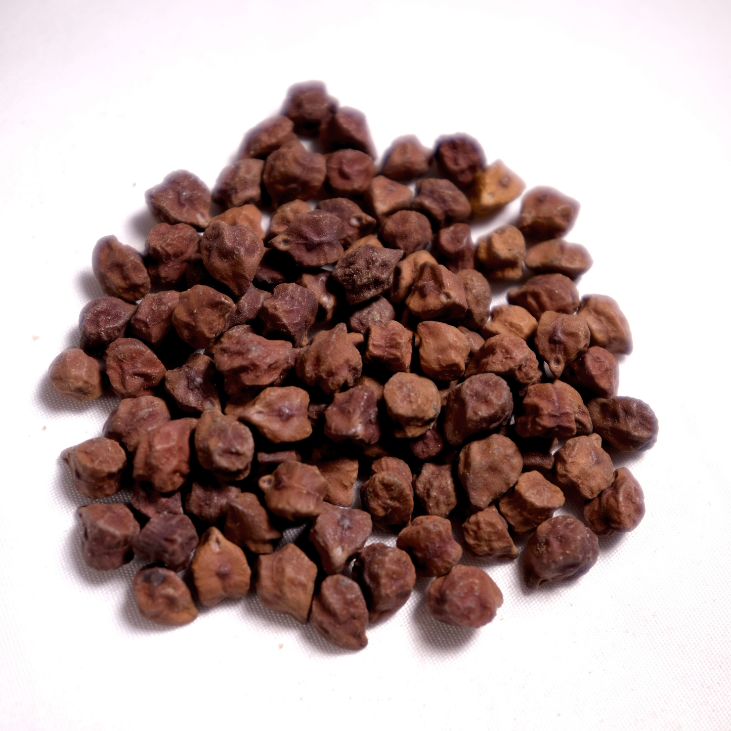 COMMON WRINKLED CHICKPEA - BIOSEED 1603