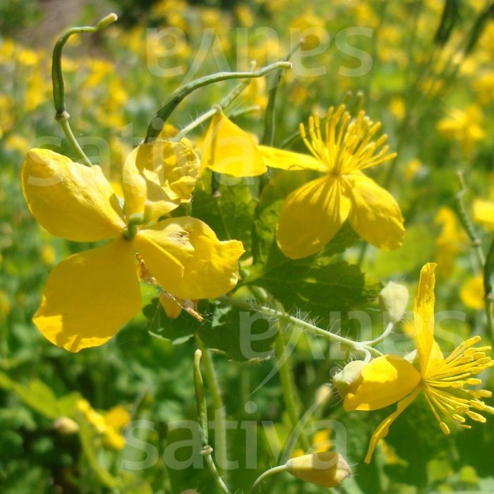 chelidonium majus