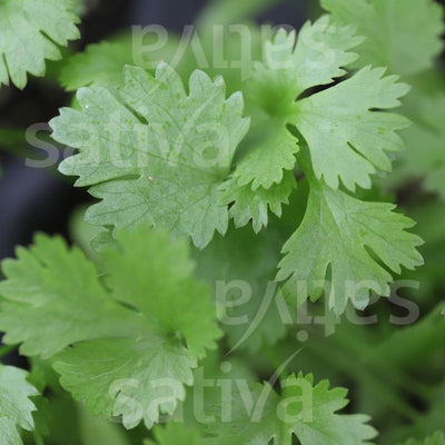 CORIANDER - SATIVA kr23