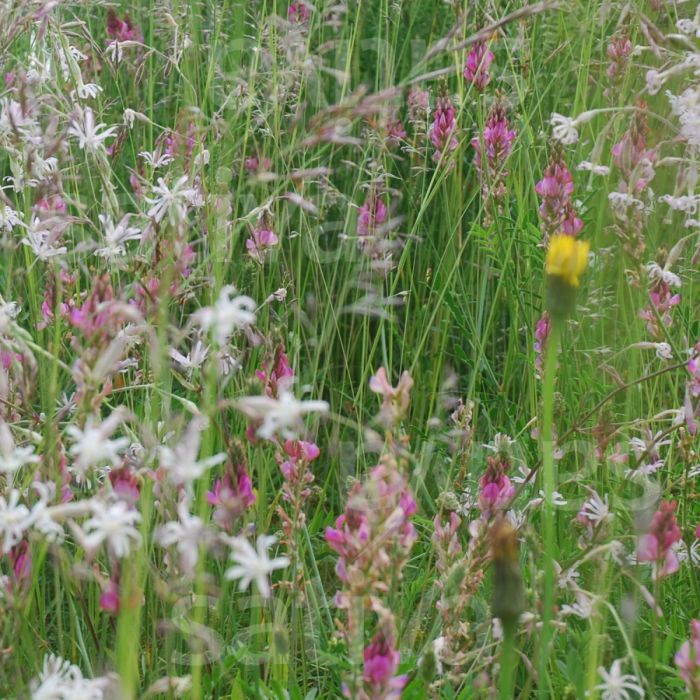 MIXED WILD FLOWERS BUTTERFLIES - SATIVA wb16