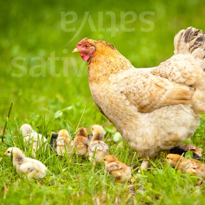 Miscela prato per galline - gr62