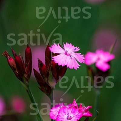 Garofanino dei Certosini - Dianthus carthusianorum - b526